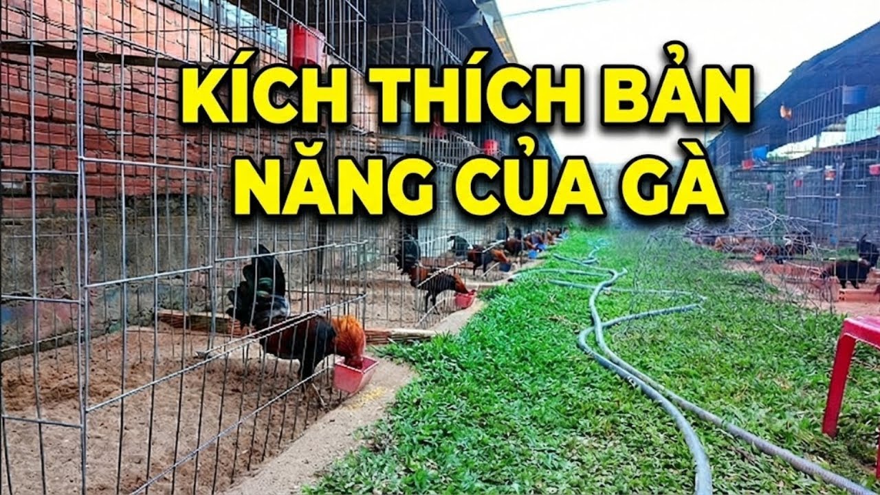 Kích thích bản năng ăn uốn cho gà có sức khỏe tốt hơn