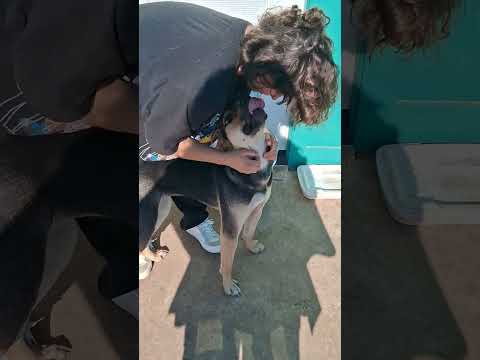 Jewel is available for adoption through Drowzy Dawg.