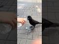 警戒心がまったくないカラスに少しだけお水をおすそ分け #カラス #カラス保護 #shorts