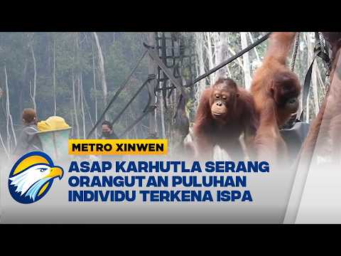 Metro Xinwen - Imbas Karhutla 47 Orangutan di Palangka Raya Terserang ISPA