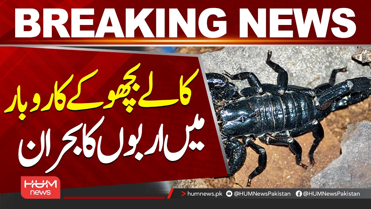 Billions of Rupees Frozen in Bank Accounts of Black Scorpion Traders |  Hum News | Pakistan