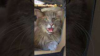 My Cat Pishi A Day Of Fear, Love, Survival, Uncertainty, Pain Suffering...