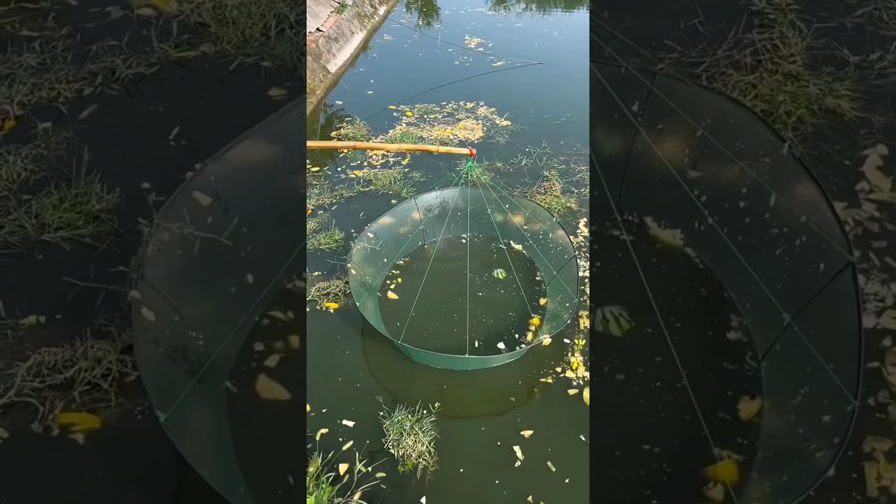 un super pez mágico 😱