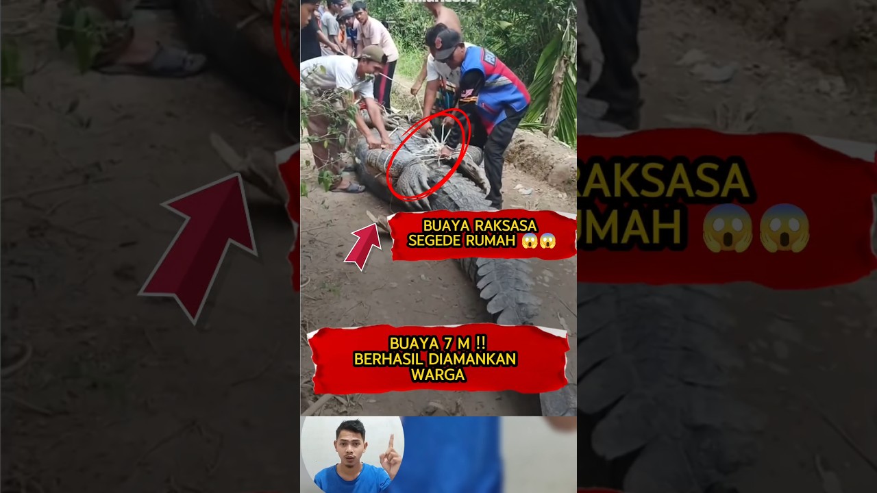 Buaya Super Raksasa Ditangkap Warga‼️☝