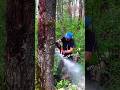 Perfect working ch.#fall #treecutting #wood #woodworking #chainsaw #tree #stihl #shorts #treeworks