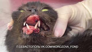 Кошка Чёпа , опухоль в ротовой полости. Гостиница Украина.