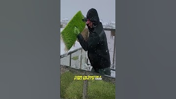 Hydroponic forage technology allows cattle and horses to eat green grass all year round