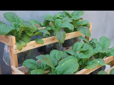 How to grow vegetables in hanging plastic bags to save space, grow vegetables at home