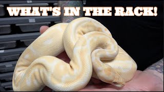New Ball Python Series At Mutation Creation! What's In The Rack! New Ball Python Racks Plus Collection Tour