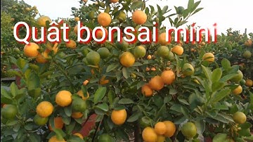 Quất cảnh tết 2022, quất bonsai mini Bán quất tết 2022 giá quất tết 2022 tại vườn