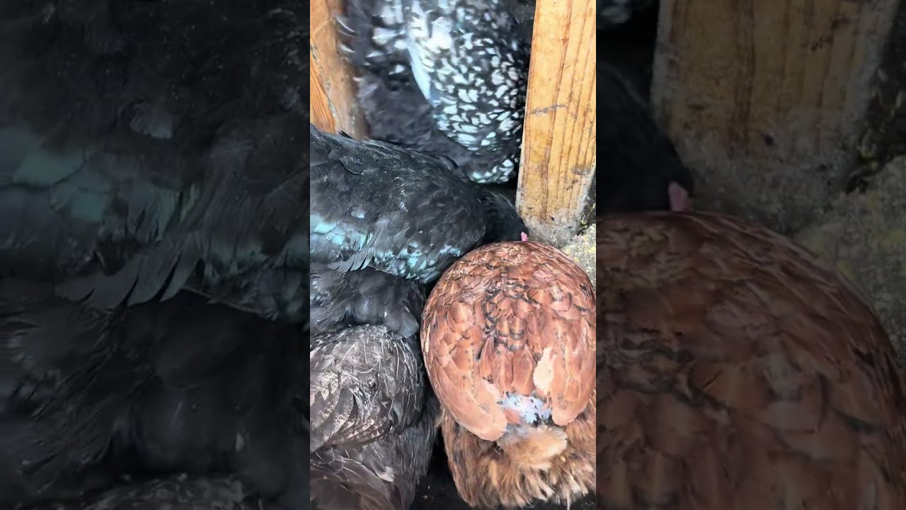 Morning routine with my chickens 