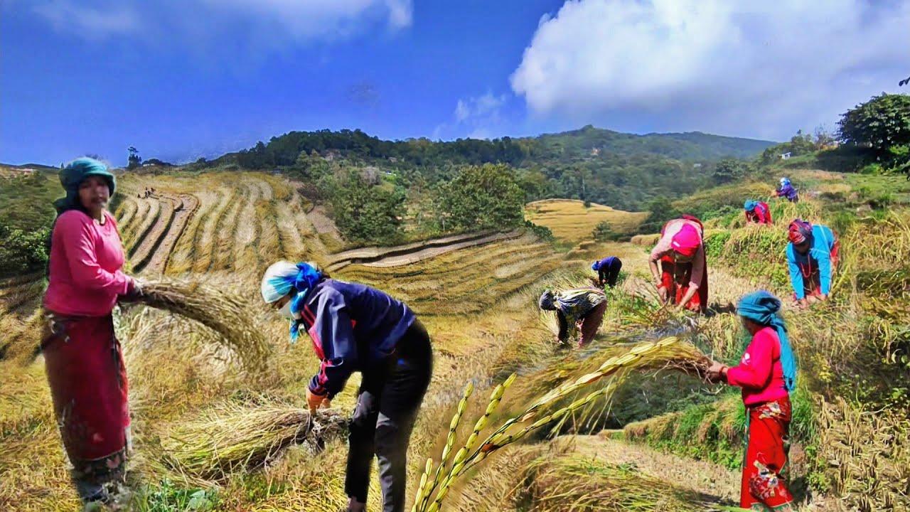 Traditional Way Of Paddy / Rice Cutting By Hand In Village Nepal ...