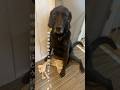 お掃除のお手伝いをしてくれる天才大型犬