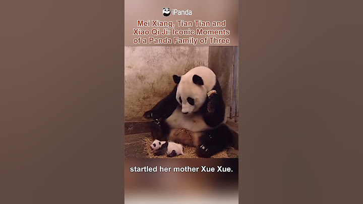 Remember The Baby Panda Sneezed And Shocked The Mom? | iPanda #shorts