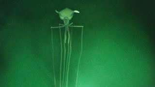 Bigfin Squid  Animal of the Week