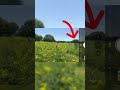 【保存版】失敗しない女性とお花の撮り方📱