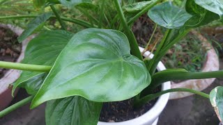 Cây Môn Tai Phật Alocasia Cucullata Hooded Dwarf