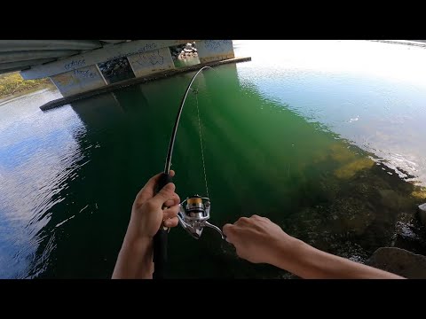 Fishing An Old Bridge | Trevally Mania