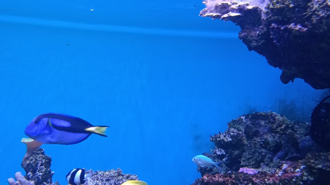 Coral Reef Fish#shorts#shortvideo#short - YouTube