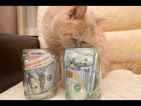 Как сэкономить на содержании кошки