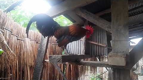 los saib qaib dib dua 2022 02055603361