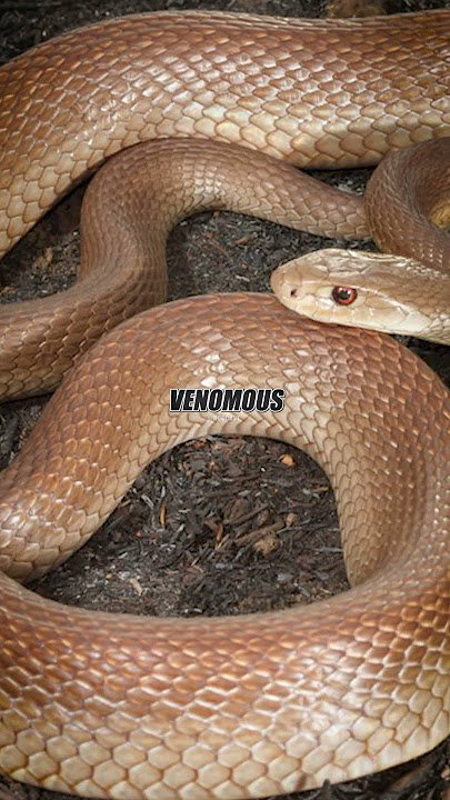 One Move… and He Was DEAD 🐍💀