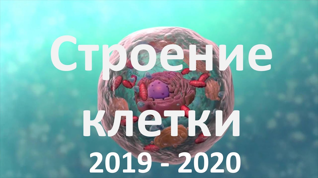 7. Строение клетки (9 или 10-11 класс) - биология, подготовка к ЕГЭ и ОГЭ 2020