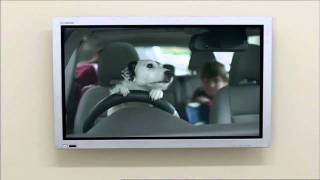 THINKBOX TV ADVERT DOG HOME (HD)