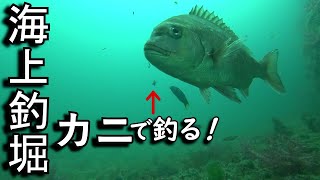 エサ盗り多くても釣れる！筏竿（いかだざお）おススメします・・・今回は磯ガニで釣れましたが、ニンジンも釣れます。やっぱり、釣堀はエサのローテーションが大事です。