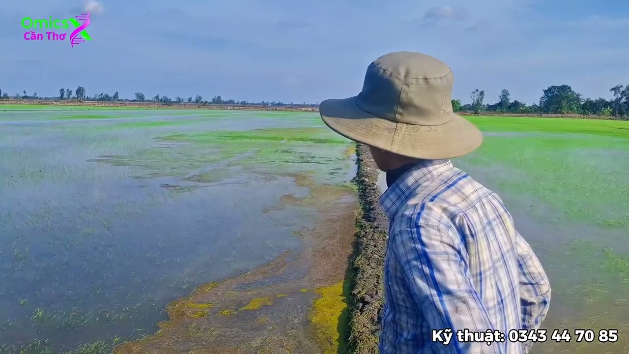 OM18 6 NGÀY VÀ CÁCH XỬ LÝ 🌾 