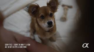 Sony Fx3 4K Test Footage Sony 35 Mm F.14 Gm S-Cinetone