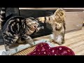 先住猫に遊んで貰えずブチギレて呪いをかけてしまった後輩猫