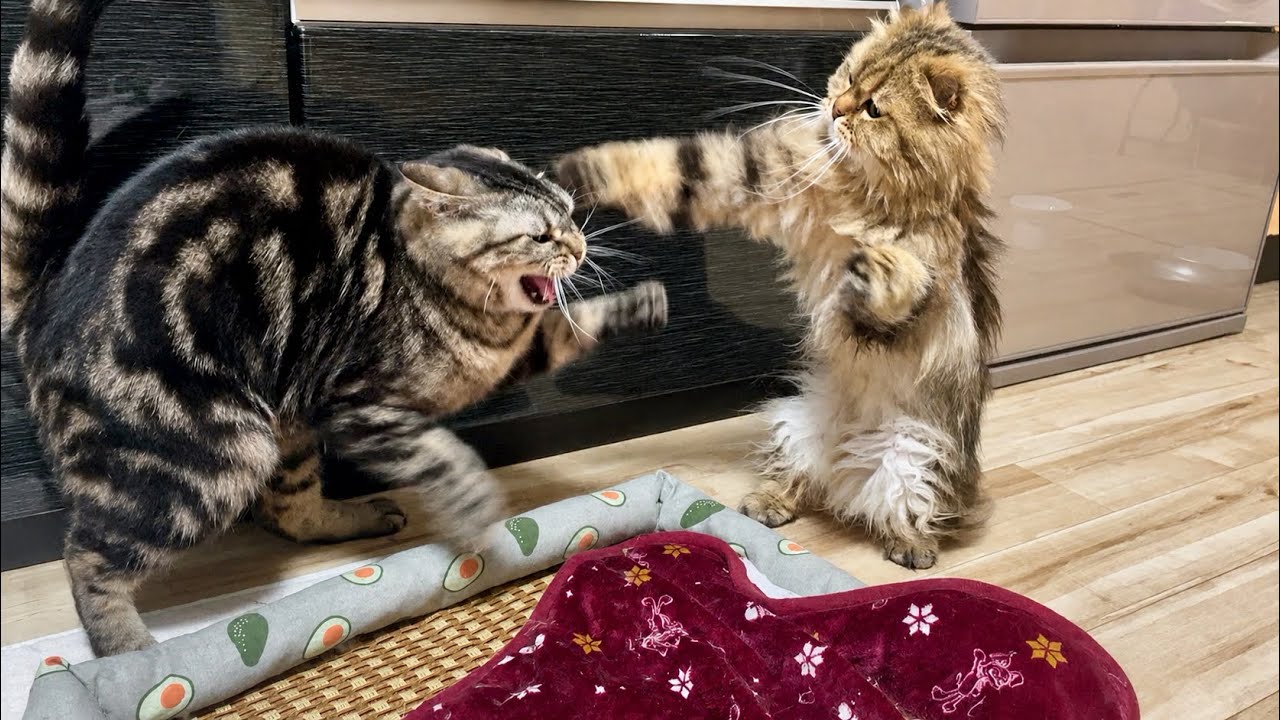 先住猫に遊んで貰えずブチギレて呪いをかけてしまった後輩猫