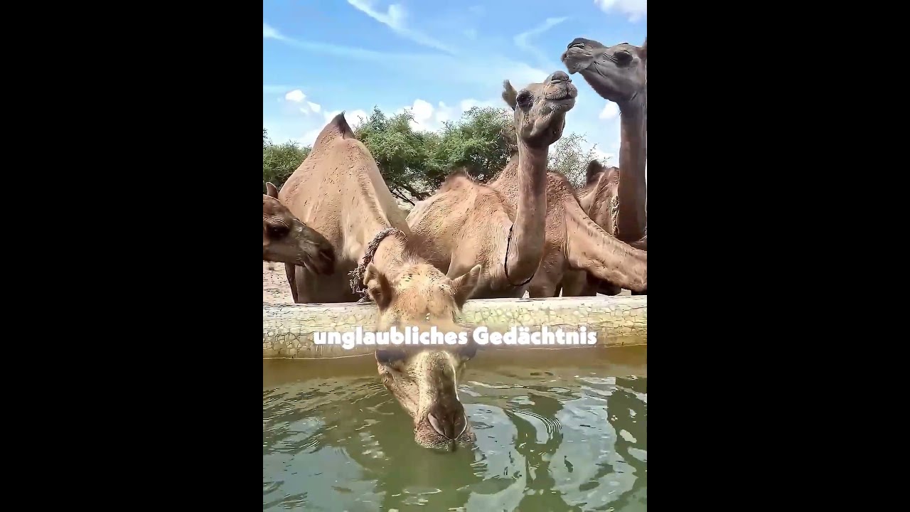 Gib einem Kamel niemals Wasser 🤯