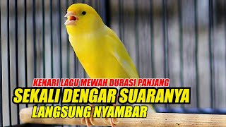 Kenari Gacor Panjang Pancingan Ampuh Bikin Kenari Apapun Langsung Nyambar