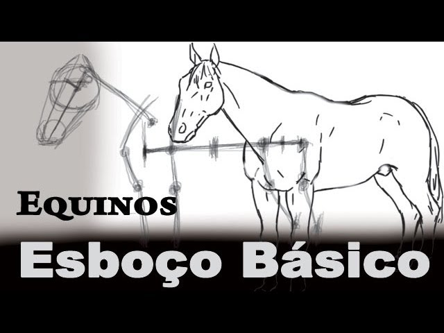 Equinos Cabeça Frontal - Esboço, Crânio e Contorno - Anatomia de Animais ( Cavalo) 