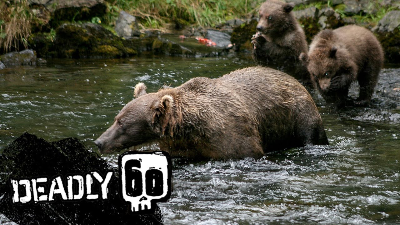 Cute Grizzly Bear Cubs Go Fishing | Deadly 60 | BBC Earth Kids - YouTube