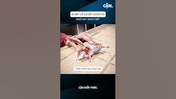 BÍ MẬT VỀ CHUỘT HAMSTER NGỦ SAY NHƯ CHẾT #xuhuong #shorts #viral #khampha  #cothebanchuabiet