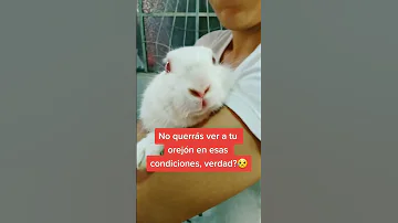 ¿Pueden los conejos vivir sólo de heno?