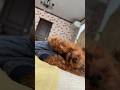 眠い時の仕草が可愛すぎる犬 #トイプードル #dog