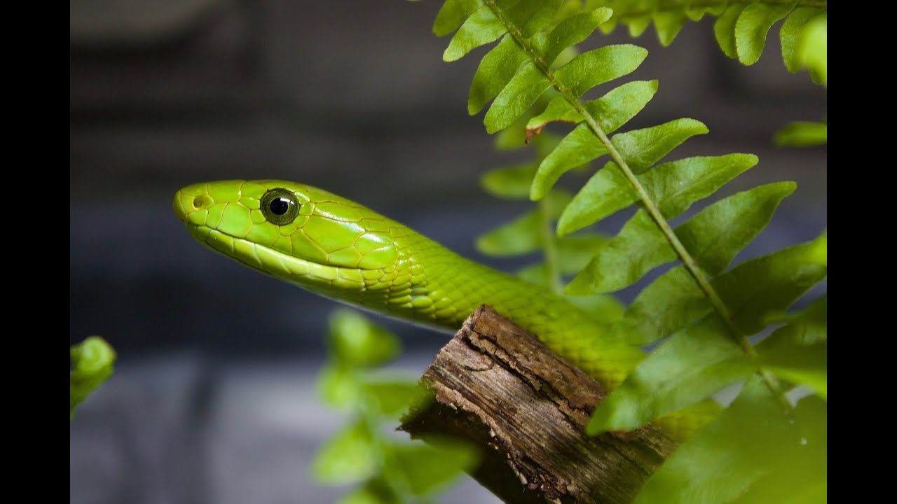 Dendroaspis Angusticeps Feeding