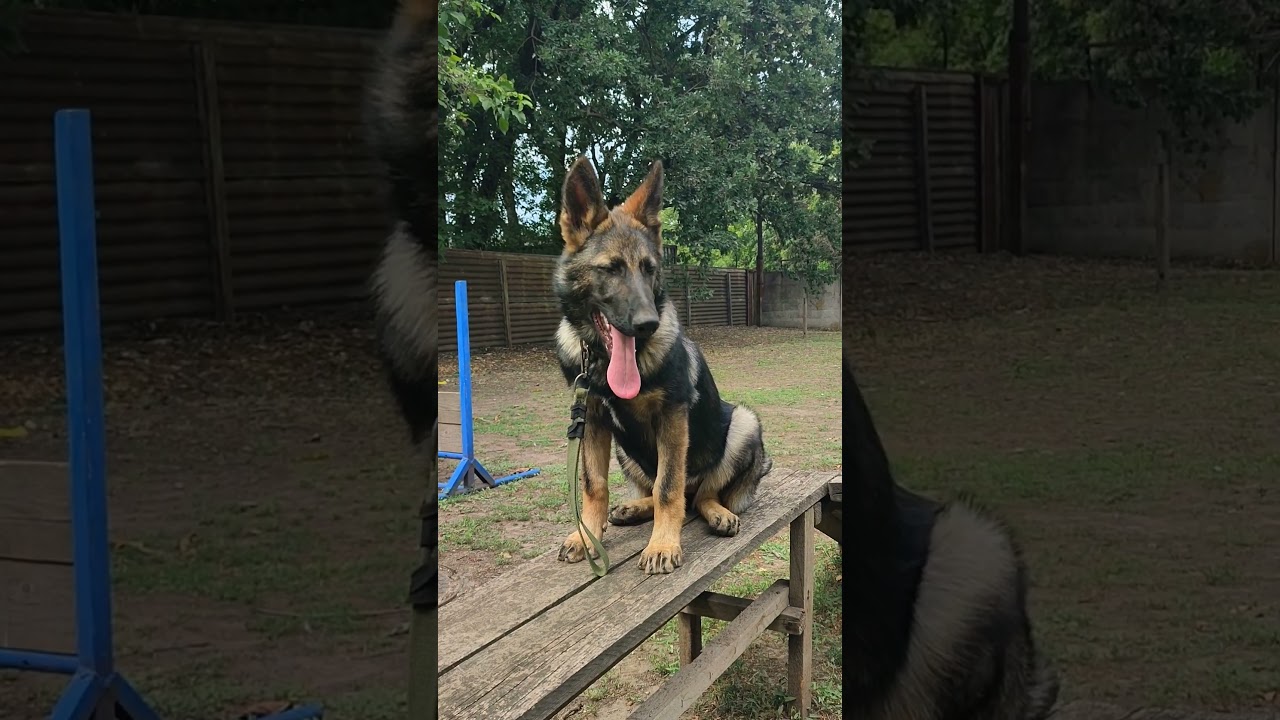 Grey shepherd puppy. Зонарносерая немецкая овчарка. 