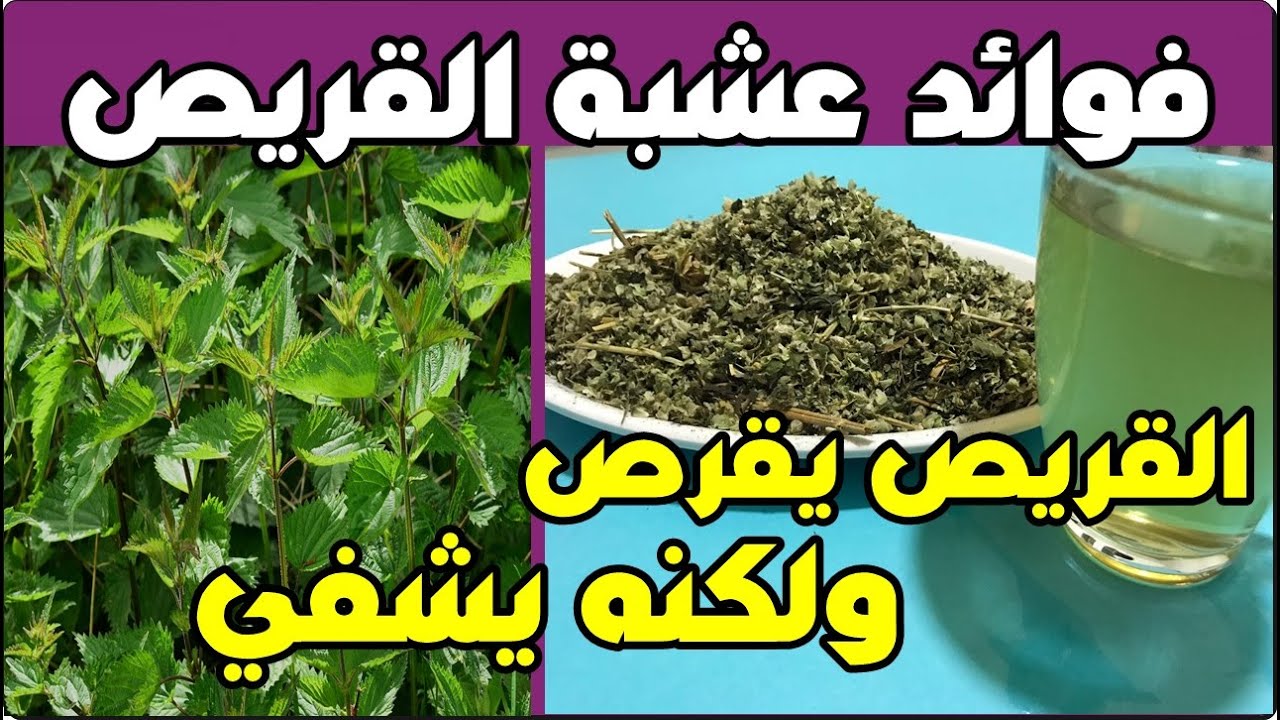 اشربوا منقوع عشبة القراص إذا كنتم تعانون من إحدى هذه المشاكل الصحية القريص يقرص ولكنه يشفي Youtube