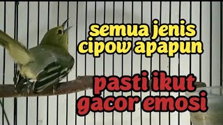 CIPOW JANTAN MEMANGGIL LAWAN ASLI ALAM LIAR BIKIN EMOSI SEMUA JENIS BURUNG SIRPU APAPUN IKUT GACOR