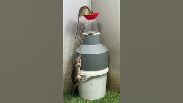 #mousetrap mouse trap ideagood rat trap at home #mousetrap2022 #mousetrap #rattrap #rat#6212