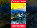 #facts কুমিরটি কচ্ছপ কে খেতে চেয়েছিলো #facts #automobile #shortvideo #shortpants #shortshort