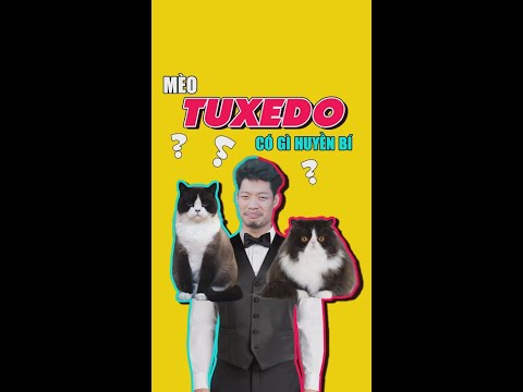 Video Mèo Tuxedo có gì huyền bí | Tui Tiến Pet -... - youtube