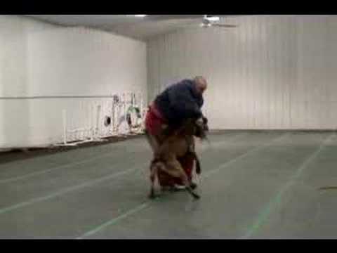 K9 decoy funnies