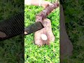 peeling a large brown root vegetable using a sharp black knife on the green grassy ground