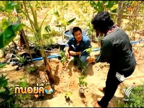 วีดีโอ: วิธีสร้างสวนจิ๋วบนพื้นที่สองตารางเมตร